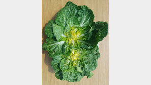 ‘봄동 비빔밥’ 열풍…“나물에 농약 남아있나” 집중 검사