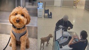 22kg 몸무게가 12kg 반토막…영하 설산서 43일 버틴 노견의 기적