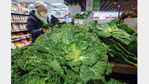 ‘봄동 비빔밥’ 열풍에 가격 급등…식약처, 잔류농약 집중 점검