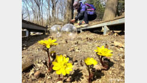활짝 핀 복수초… 봄이 코앞에