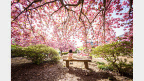 벚꽃-섬-미식까지… 전남 ‘남도한바퀴’ 봄 여행코스 출시