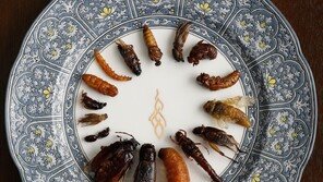 된장찌개에 곤충가루 ‘톡톡’…곤충식을 아시나요[이설의 한입 스토리]