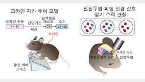 마약 중독 재발 비밀 찾았다…뇌 속 ‘중독 회로’ 발견