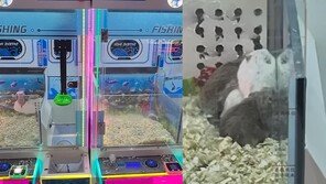 뽑기 기계에 햄스터가…“먹이도 제때 안줘, 스트레스 받는 듯”
