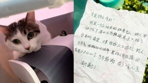 “내일 수술, 더는 못 돌봐”…현금·쪽지와 남겨진 고양이
