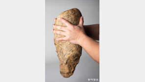 42cm ‘초대형 주먹찌르개’ 전곡선사박물관서 첫 공개