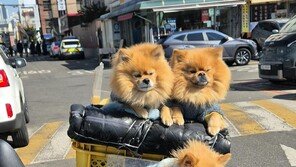 [고양이 눈]주인을 기다리며