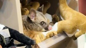 ‘인형 사이에 진짜 동물이?’…호주 공항에 나타난 ‘작은 손님’