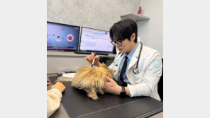 [반려동물 20세 시대]﻿ 고양이 ‘건강 수명’ 연장, 줄기세포 치료가 열쇠 될까?