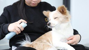 펫팸족 증가에 펫 헬스케어 급성장…유산균·뷰티 시장 확대
