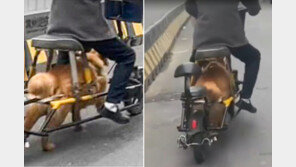 “개 엔진?” 자전거 개조해 반려견으로 동력…中동물학대 논란