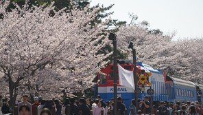 36만 그루 벚꽃의 향연 펼쳐진다…27일 진해군항제 개막
