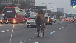 퇴근시간 제주서 말 1마리 도로 난입…신고 20분만에 포획