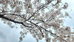 [생활 속 IT] 벚꽃 명소·개화 시기 한눈에, 카카오맵 ‘벚꽃 지도’