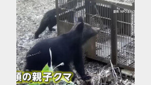 日 ‘곰과의 전쟁’ 나섰다… “겨울잠 깰때 포획 작전”