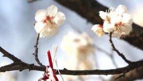 [고양이 눈]색의 조화