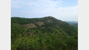 산불에 강한 ‘활엽수’ 심어 숲 체질 바꾼다