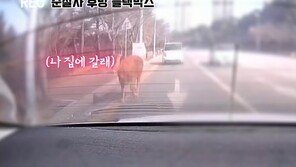 천안 도심 한복판서 도로 내달리는 소 포착…무슨 일? (영상)