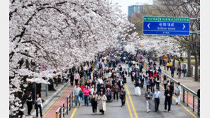 300만 몰리는 여의도 봄꽃축제…행안부, 안전관리 총력