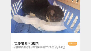 길고양이 머리를 토치 불로…최소 7마리 학대한 70대 검거
