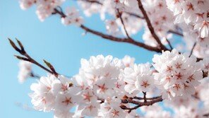 日 89세 남성, 벚꽃 구경하던 여성 팔 깨물어…연행 도중 사망 ‘논란’