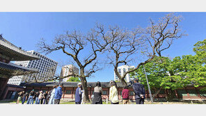동궐도 따라 걷는 창덕궁 나무길…‘특별 개방’ 가정당서 서울타워 한눈에