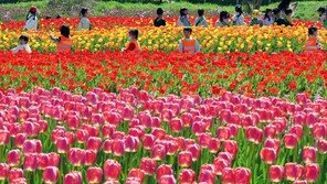 주말 낮 최고 24도 늦봄 날씨… 남부-제주엔 다시 봄비