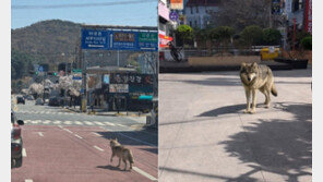 “늑구, 청주까지 갔다고?”…오월드 탈출 늑대 가짜 사진에 수색 혼선