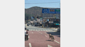 가짜를 골라낸다는 숙제-대전 늑대 사진과 정치인의 쇼츠[청계천 옆 사진관]