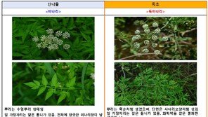 “미나리인 줄 알고 먹었는데 복통·구토”…봄철 독초 섭취 ‘주의’