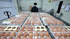 태국산 계란 투입에도 가격 ‘고점 유지’…수급 안정 변수 여전