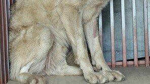 “씩씩한 늑구 보고 싶어”…열흘 후 동물원 재개장 할 듯
