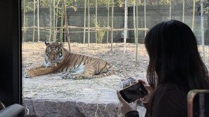 “맹수와 눈 맞추고 판다와 힐링”…에버랜드, 봄 시즌 50만명 몰렸다