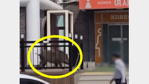 고속도로 휴게소서 멧돼지 난동…女화장실 문 ‘쿵쿵’