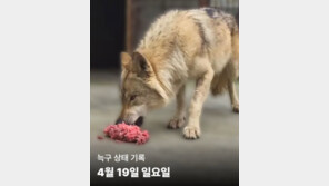 “늑구 보고 싶은데, 영상이라도 올려 달라”…오월드 대박 예고