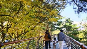 속초 ‘설악향기로’ 개통 20개월 만에 50만 명 방문