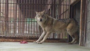 “늑대는 야생 습성, 그릇에 주면 안먹어”…오월드 ‘바닥 먹이’ 해명