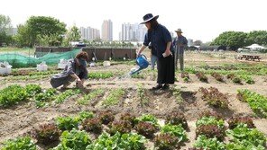 “3수 끝에 당첨”…서울 자투리땅 ‘도시텃밭’ 인기 폭발