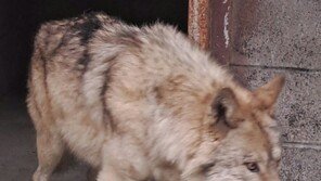 ‘늑대 탈출’ 오월드, 대전도시공사 자체 감사에 공정성 논란