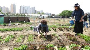 “3번 도전해 당첨” 서울 도시텃밭 열풍