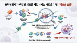 국내 연구진 ‘암세포 사멸’ 유도하는 백혈병 항암제 원리 규명