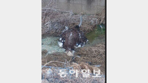 “식당에 문어, 도로에 말”…도심은 ‘동물 출몰 주의보’