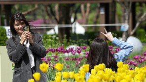 1.2m 장미-엘사 튤립… ‘꽃산’ 된 일산