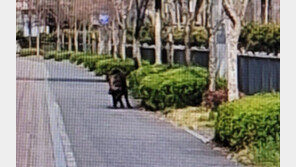 “도심 멧돼지 출몰”…마주치면 뛰지 말고 이렇게 [알쓸톡]