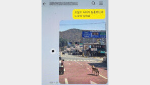 ‘가짜 늑구’ 사진 유포한 40대 회사원 검거…“재미로 그랬다”