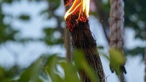 밤하늘 가득 수놓는 ‘1만 개 불꽃’… 세종,‘낙화’로 물든다