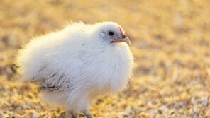 “치킨 대신 가족”… 유모차 타고 산책하는 中 ‘애완 닭’ 열풍