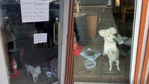 “강아지 버리고 갔다” 목격담 SNS 파장…점주 “유기 사실무근”