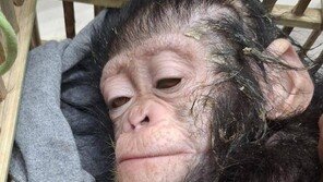 가방 속 약물에 취한 아기 침팬지 세 마리…이집트서 인도행 밀수 적발
