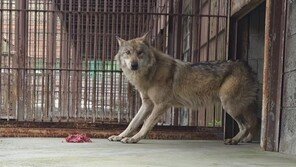 늑구 사태 재발 없도록…기후부, 공영동물원 협의체 출범